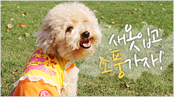 개옷